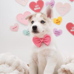 Siberian Husky Puppies from HuskiesWithFinesse