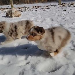 Briar - Red merle female Australian Shepherd puppy in Clover, Virginia from Four Winds Australian Shepherds