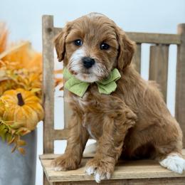 Hank - Red  male Goldendoodle puppy in Queen Creek, Arizona from Goldendoodle AZ