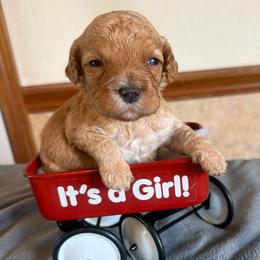 Calliope - Red female Cockapoo puppy in Connersville, Indiana from MoonShine Babies