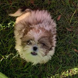 Shih Tzu Puppies from Fuller Shih Tzus