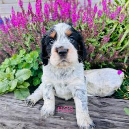 RG3 - Tri-Roan female English Springer Spaniel puppy in Britton, South Dakota from K&S Canines