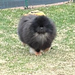 Luca - Pomeranian