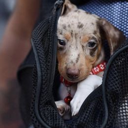 Dachshunds from Ava's Animal House