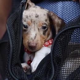Dachshunds from Ava's Animal House