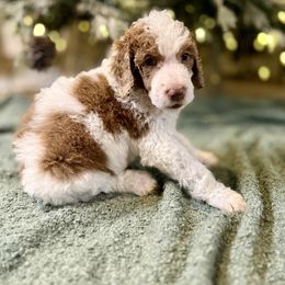 Dark Green - Parti male Poodle puppy in Vidor, Texas from East Bunch Poodles