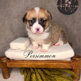 Persimmon - Sable male Pembroke Welsh Corgi puppy in Benton, Arkansas from High Cotton Corgis