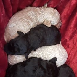 Poodle puppies from Mystic Mini Poodles