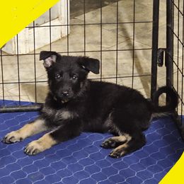Dolly---(Yellow) - Bi-color female German Shepherd puppy in Florence, Alabama from Penley Shepherds