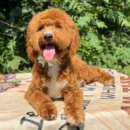 Bane Teal Ribbon Genetic Clear OFA parents - Red male Cavapoo puppy in Falmouth, Michigan from Dyer Lake Newfoundland’s