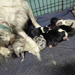 Australian Shepherd and Great Dane Puppies from AEW Farm