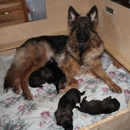 German Shepherd Puppies from Michelle Eddy