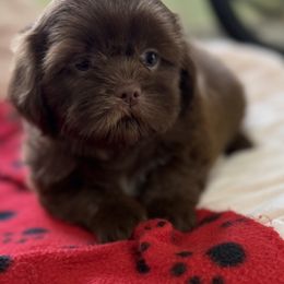 River - Chocolate male Shih Tzu puppy in Stafford, Virginia from Bayview Pups