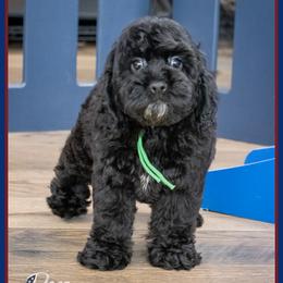 Verne - Black male Cockapoo puppy in Connersville, Indiana from Deaz Doodle Ranch
