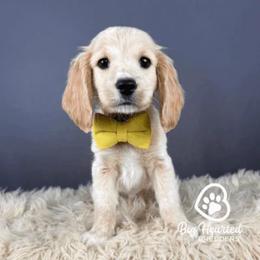 John - Cream male Companion Cross puppy in Utah County, Utah from Big Hearted Breeders