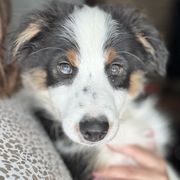 Thor - male Sporty Mix puppy in Huntingtown, Maryland from Riverside Collies-n-Critters