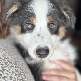Thor - male Sporty Mix puppy in Huntingtown, Maryland from Riverside Collies-n-Critters