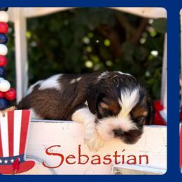 Sebastian - Brown white and tan male Cocker Spaniel puppy in Clinton, Oklahoma from Enchanted Spaniels