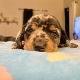 Dachshunds and Shih Tzus from Lil Smokey’s of New Mexico