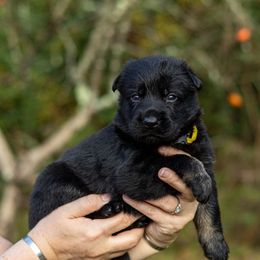 Ritka - Bi-color female German Shepherd puppy in Hammond, Louisiana from Von LaMarca German Shepherds