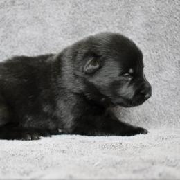 No collar - Sable female German Shepherd puppy in Cherryville, North Carolina from Masky Kennel