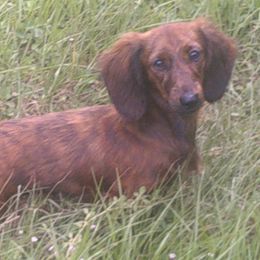 Maria - Dachshund