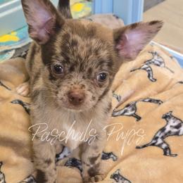 London - Merle female Chihuahua puppy in Bowdon, Georgia from Paschal's Pups