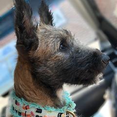 Belgian Laekenois Puppies from Chiens de Rafale