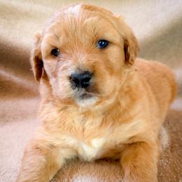 Goldie - Yellow and white female Bernedoodle puppy in Grant City, Missouri from Timberline Paws