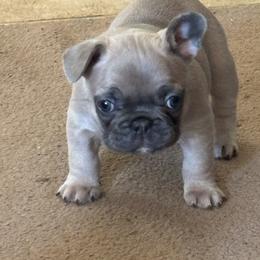 Faith - Blue fawn female French Bulldog puppy in Alabama from Southern Bulldogs