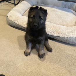 Lucas - Sable male German Shepherd puppy in Pelzer, South Carolina from Lisa's Canines