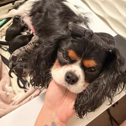 Mila Summer - Black and tan female Cavapoo puppy in Tucson, Arizona from Cavapoo Puppy Parade