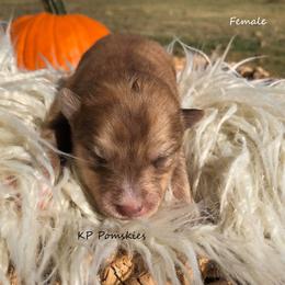Pomsky Puppies from KP Pomskies LLC
