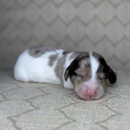 Dachshund Puppies from Dreamy Creamies