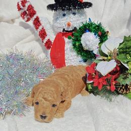 Holly - Red  female Goldendoodle puppy in Dallas, Texas from Halo's Heroes Doodles