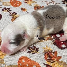 Goose - Sable male Pembroke Welsh Corgi puppy in Casper, Wyoming from Flying Note Shorties