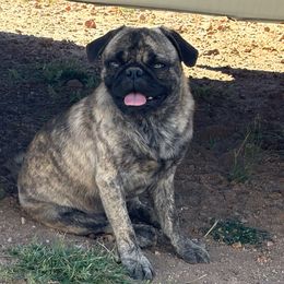 Romeo - Pug