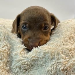 Chip - Chocolate and tan male Dachshund puppy in Rio Linda, California from Destiny's Mini Doxies
