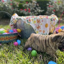 Bulldog Puppies from Semper Fi Bulldogs