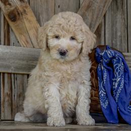 Country Boy - Orange Collar - Apricot male Goldendoodle puppy in Macedon, New York from Toodles Goldendoodles