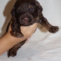 Gobstopper - Phantom male Bernedoodle puppy in Ohio from Moore Doodles