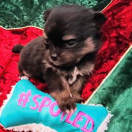 Pomeranian Puppies from Mayhew's Pomeranian Pups