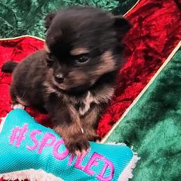 Pomeranian Puppies from Mayhew's Pomeranian Pups