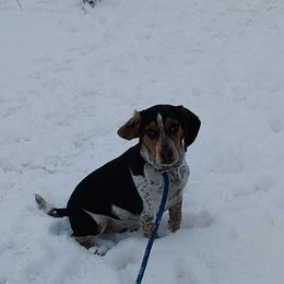 Beagle All Grown Up from Rustic Farm Sporting Beagles