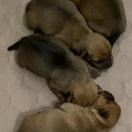 Boy 1 - Red male Norfolk Terrier puppy in Bristol, Tennessee from Holston Hollow Farm