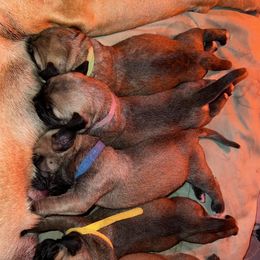 Bullmastiffs from Belleza Bullmastiffs