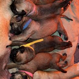 Bullmastiffs from Belleza Bullmastiffs