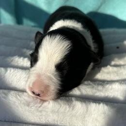 Beauty - Black and white female Border Collie puppy in Henagar, Alabama from Ridge Kap Border Collies