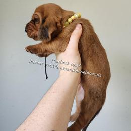 Yellow collar - Mahogany and white female Basset Hound puppy in Alton, Illinois from Show Me Great Danes and Basset Hounds