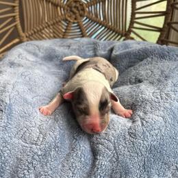 Thor - Blue merle male Australian Shepherd puppy in Grants Pass, Oregon from Carmel Mountain Aussies